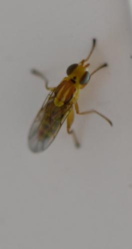 Réf. 286 620 : Meromyza femorata